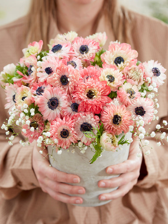 Kup Zawilec Fullstar Strawberry