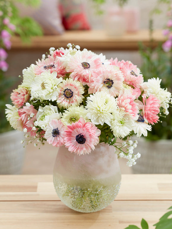 Kup kolekcję Zawilców