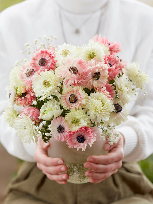 Zamów Zawilce Kolekcji