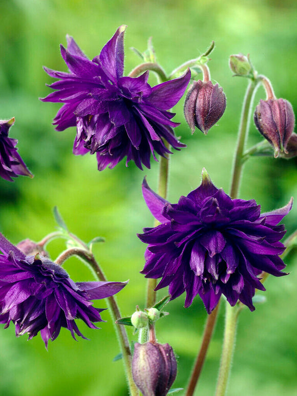 Orlik Blue Barlow (Aquilegia)