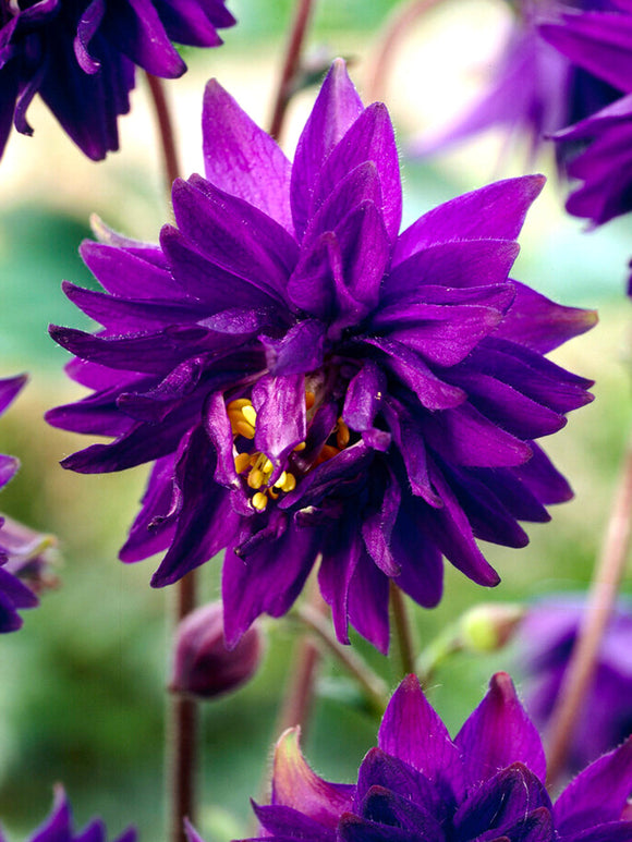 Orlik Blue Barlow (Aquilegia)
