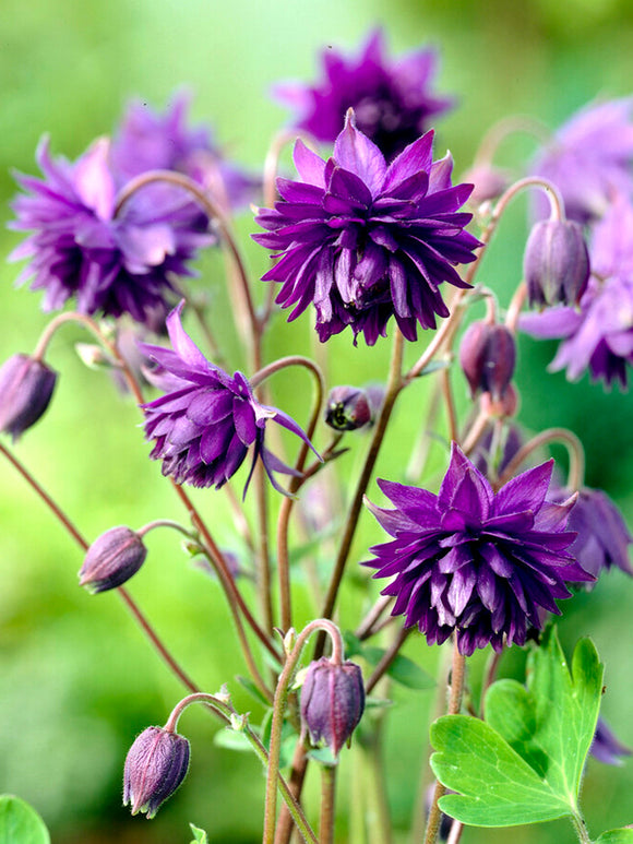 Orlik Blue Barlow (Aquilegia)