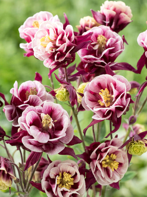 Orlik Winky Red and White (Aquilegia)