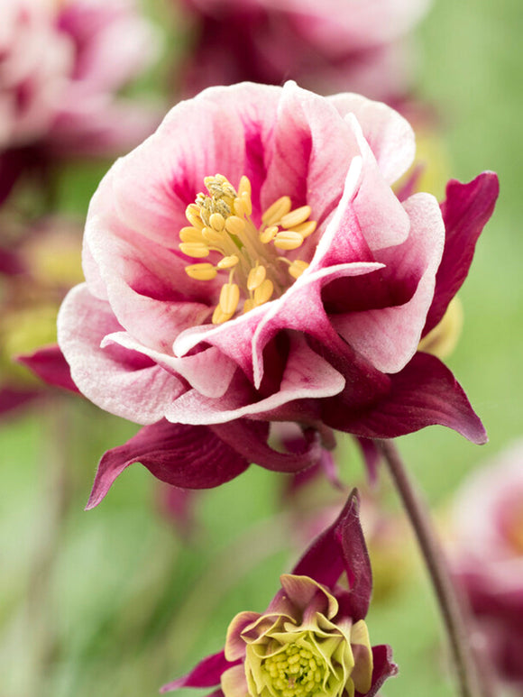 Orlik Winky Red and White (Aquilegia)