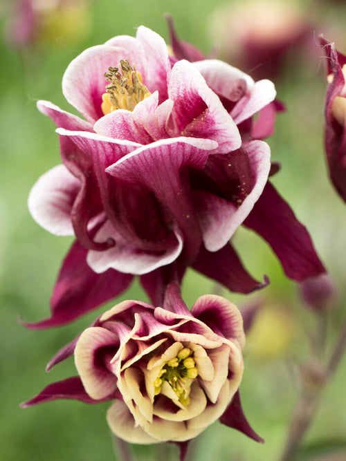 Orlik Winky Red and White (Aquilegia)