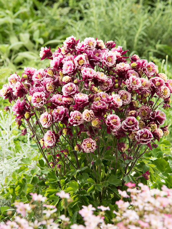 Orlik Winky Red and White (Aquilegia)