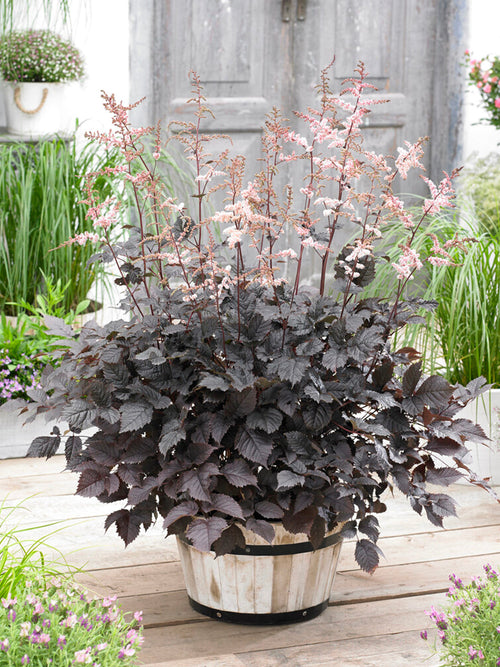 Tawułka Chocolate Shogun (Astilbe)