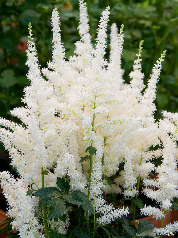 Kup Astilbe Close Harmony - Tawułka (Astilbe)