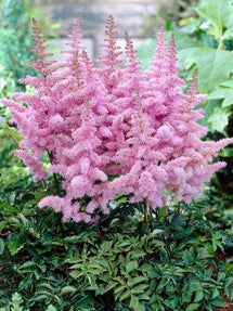 Tawułka (Astilbe) Heart and Soul