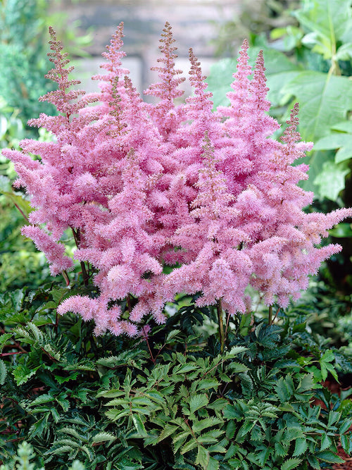 Kup Tawułka (Astilbe) Heart and Soul z Holandii