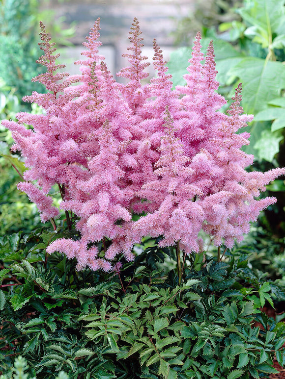 Kup Tawułka (Astilbe) Heart and Soul z Holandii