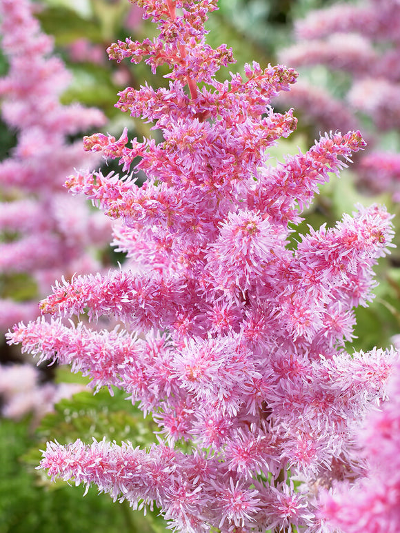 Kup Astilbe Heart and Soul z Holandii