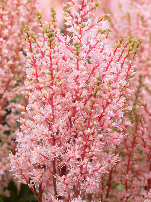 Tawułka (Astilbe) Look at Me