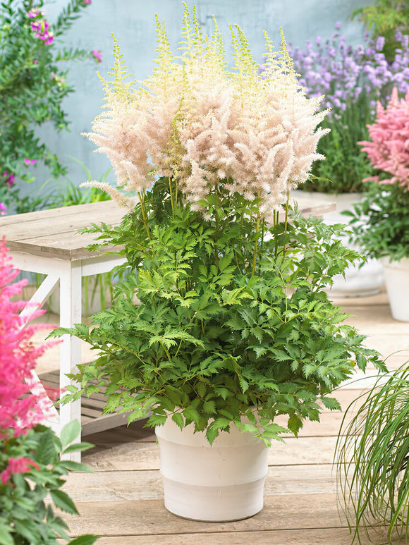 Zamów Astilbe Milk and Honey na DutchGrown™