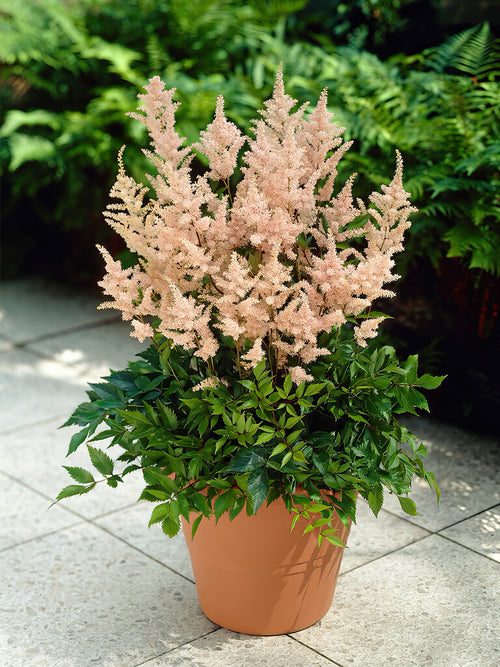 Kup Astilbe Peach Blossom z Holandii