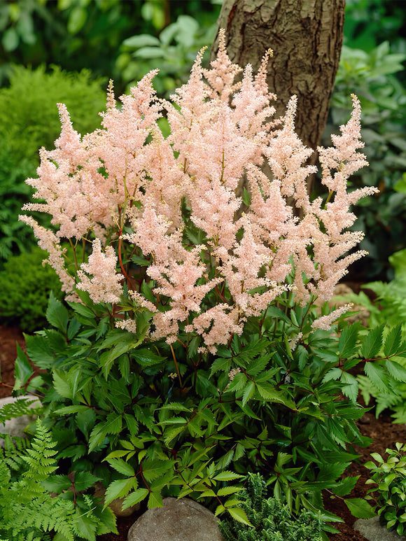 Tawułka (Astilbe) Peach Blossom