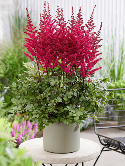 Kup Astilbe Volcano z Holandii