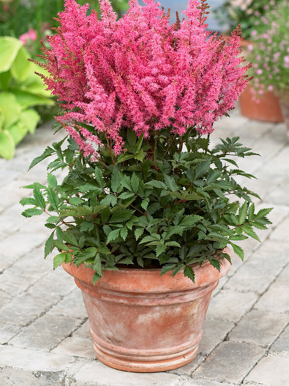 Kup Astilbe Younique Pink z Holandii