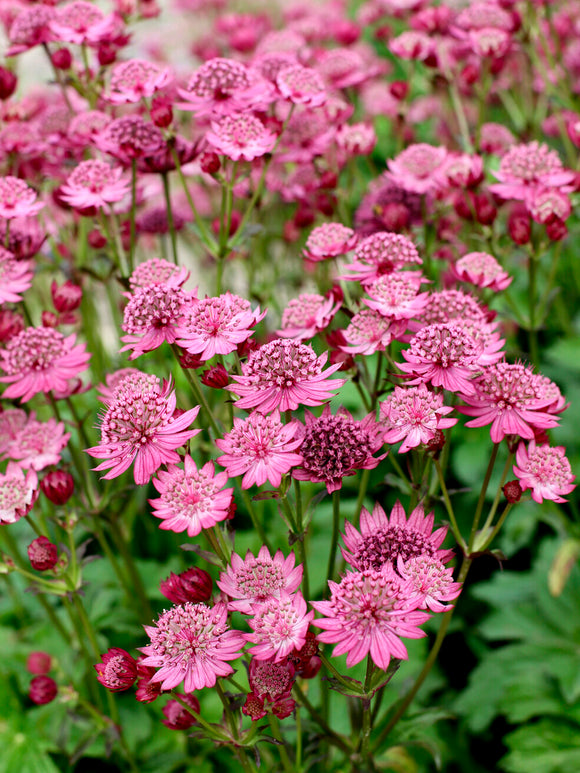 Astrantia 'Cerise Button' bylina na stanowiska słoneczne i półcieniste
