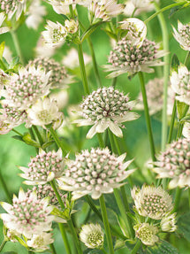 Jarzmianka Większa (Astrantia) Major Star of Billion