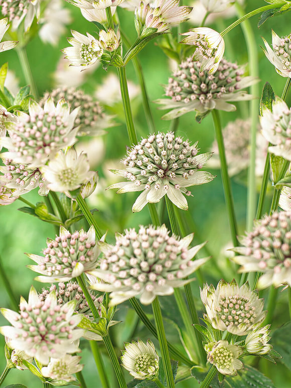 Jarzmianka Większa (Astrantia) Major Star of Billion