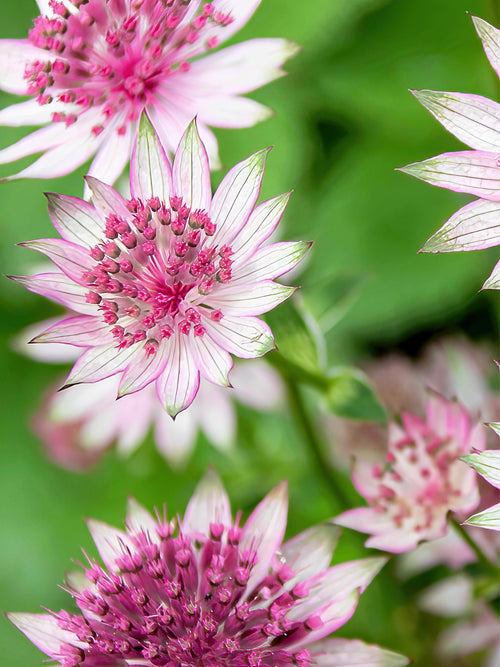 Astrantia Superstar Jarzmianka Większa