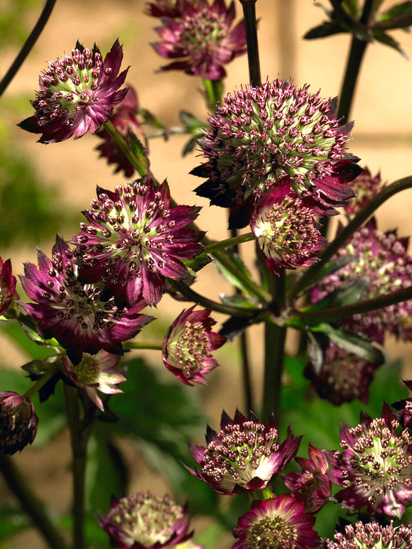 Kup Astrantia 'Moulin Rouge', dostawa wiosną