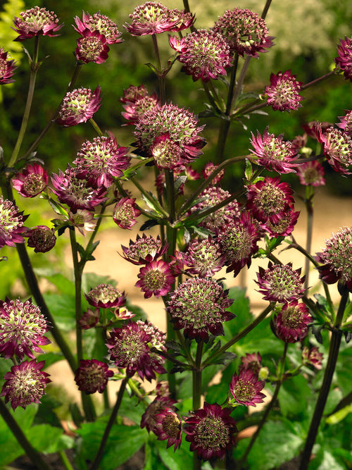 Astrantia 'Moulin Rouge' o ciemnoczerwonych kwiatach