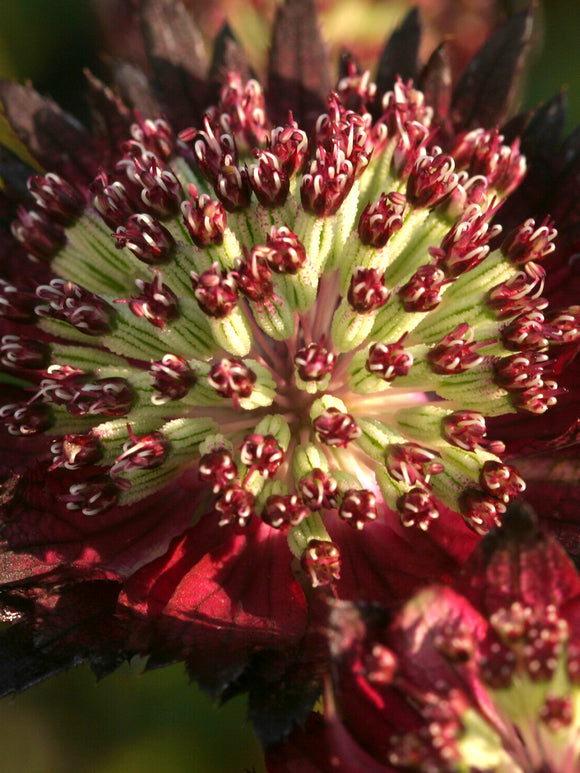 Astrantia 'Moulin Rouge' bylina na stanowiska słoneczne i półcieniste