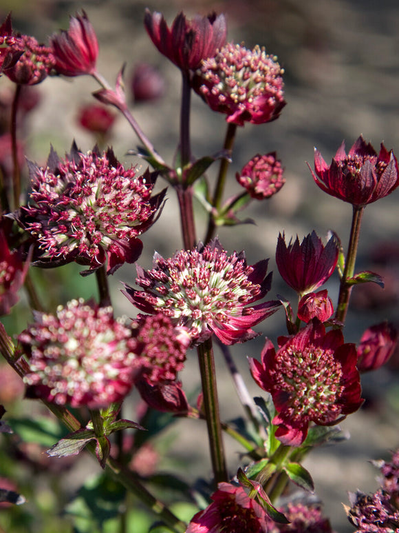 Kup Astrantia 'Moulin Rouge' online