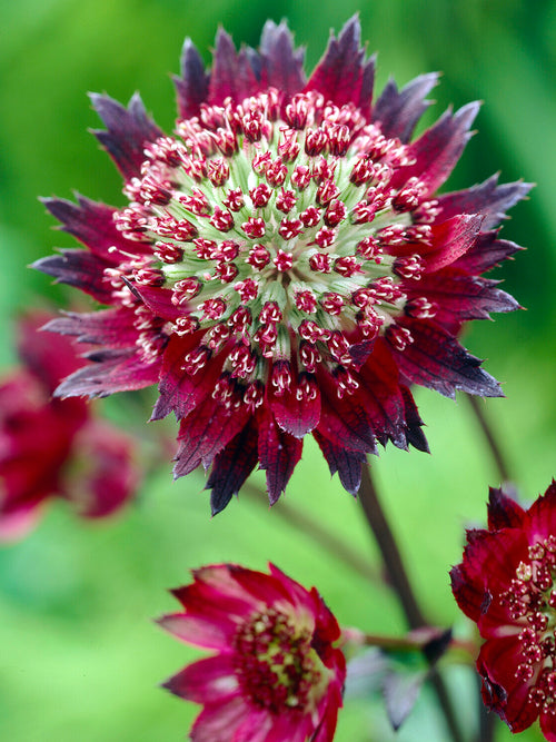 Astrantia 'Moulin Rouge' do rabat bylinowych i ogrodów wiejskich