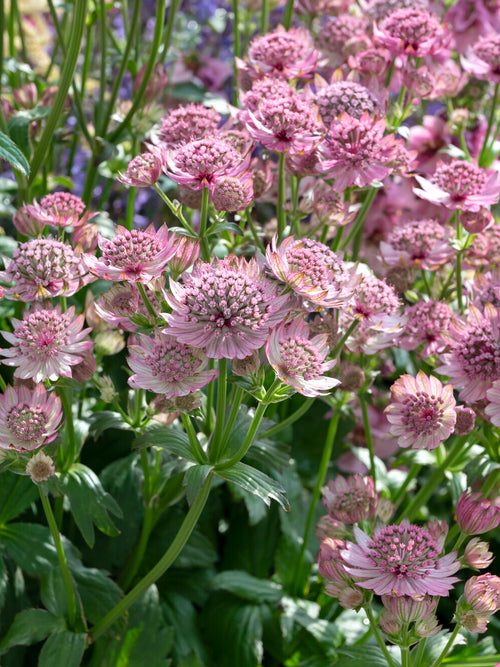 Kup Astrantia 'Pink Button', dostawa wiosną