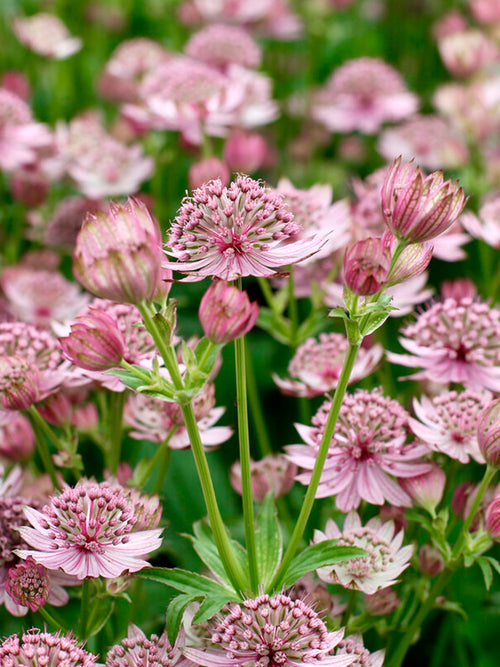 Astrantia 'Pink Button' bylina na stanowiska słoneczne i półcieniste