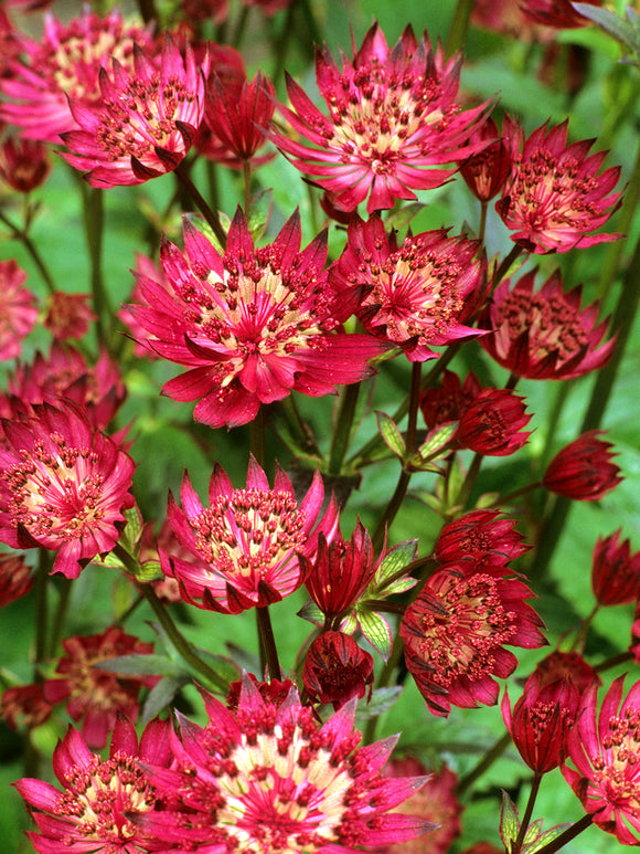 Astrantia 'Red Button' bylina na stanowiska słoneczne i półcieniste