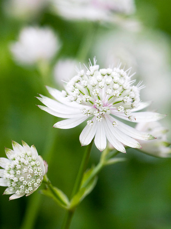 Kup Astrantia 'White Button', dostawa wiosną