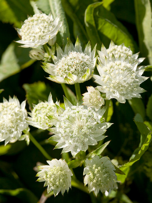 Astrantia 'White Button' bylina na stanowiska słoneczne i półcieniste
