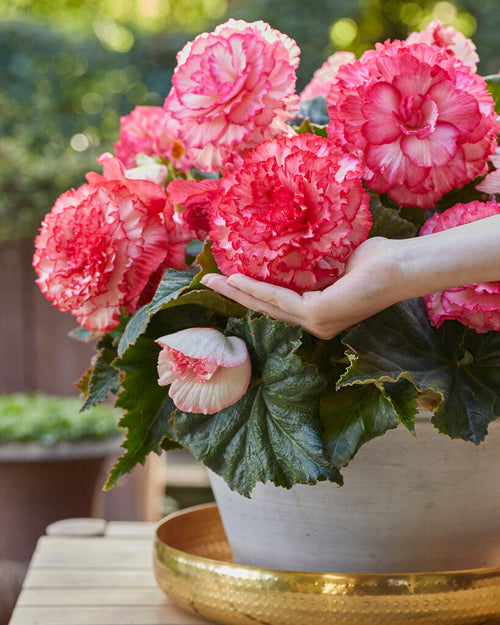 Begonia Picotee Bulbs - White Pink Begonia