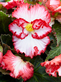 Begonia Crispa Marginata Biało-Czerwona