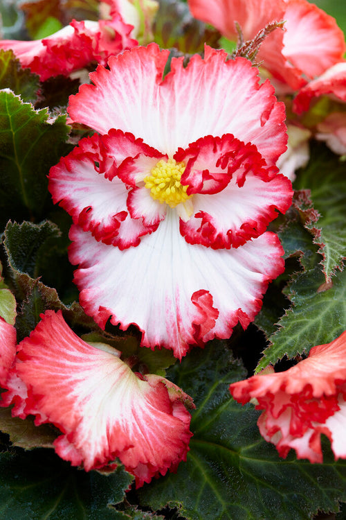 Begonia Crispa Marginata Biało-Czerwona