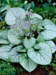 Brunnera Wielkolistna Jack Frost