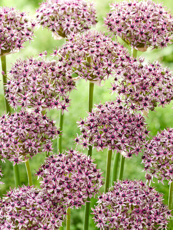 Allium Starlight do ogrodu