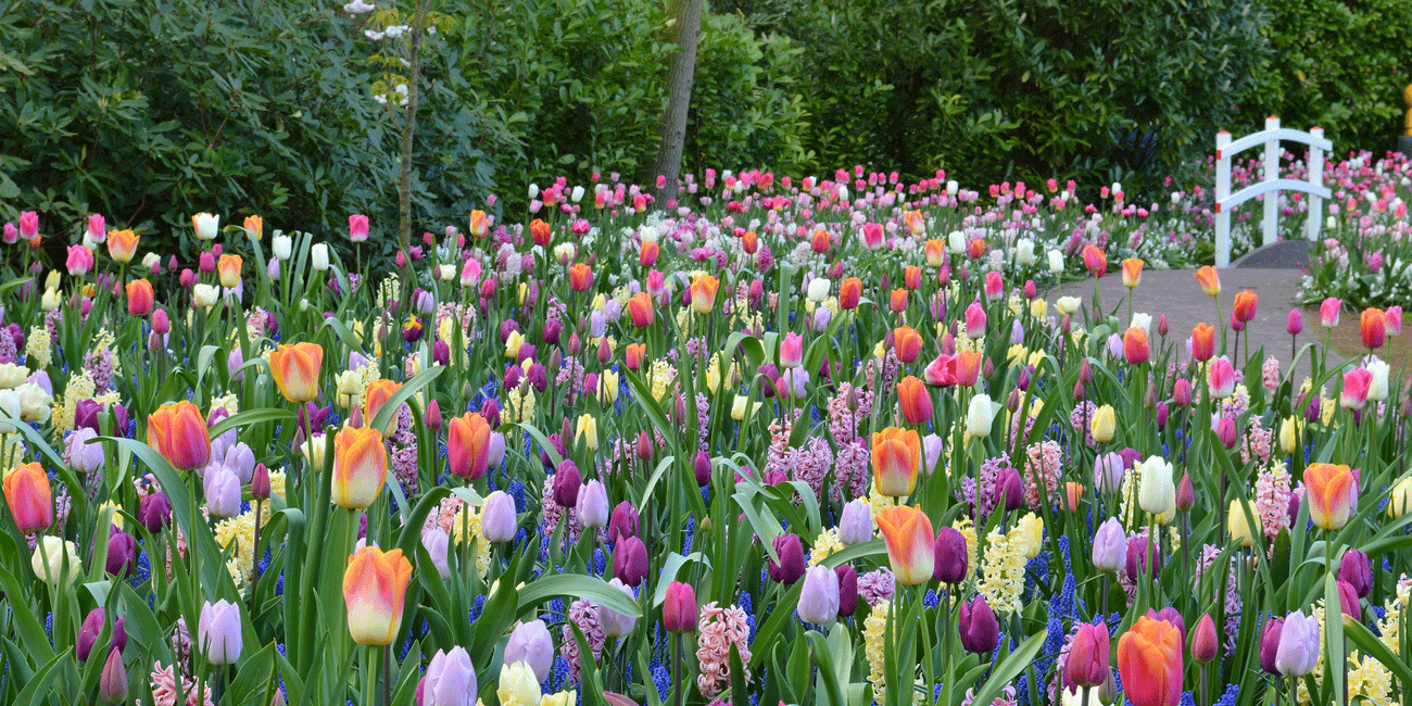 TRADYCJA PIELĘGNOWANA OD 1882 ROKU I CZTERY POKOLENIA NAJWYŻSZEJ JAKOŚCI CEBULEK KWIATOWYCH TRADYCJA PIELĘGNOWANA OD 1882 ROKU I CZTERY POKOLENIA NAJWYŻSZEJ JAKOŚCI CEBULEK KWIATOWYCH