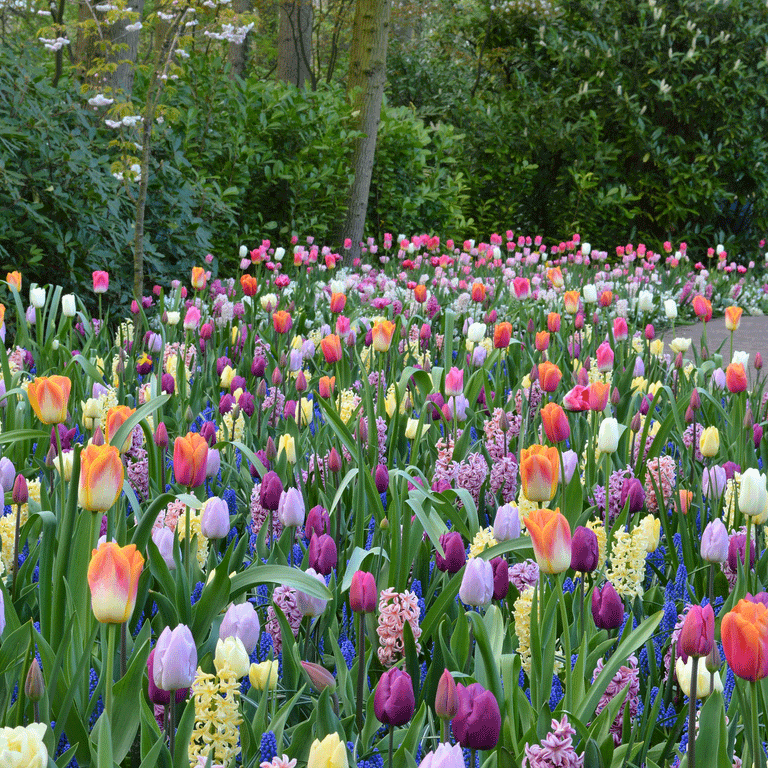 TRADYCJA PIELĘGNOWANA OD 1882 ROKU I CZTERY POKOLENIA NAJWYŻSZEJ JAKOŚCI CEBULEK KWIATOWYCH TRADYCJA PIELĘGNOWANA OD 1882 ROKU I CZTERY POKOLENIA NAJWYŻSZEJ JAKOŚCI CEBULEK KWIATOWYCH