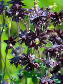 Orlik (Aquilegia) Black Barlow