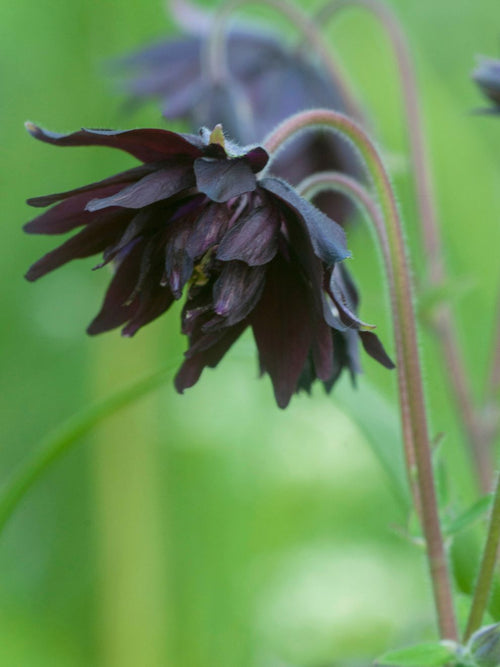 Orlik (Aquilegia) Black Barlow