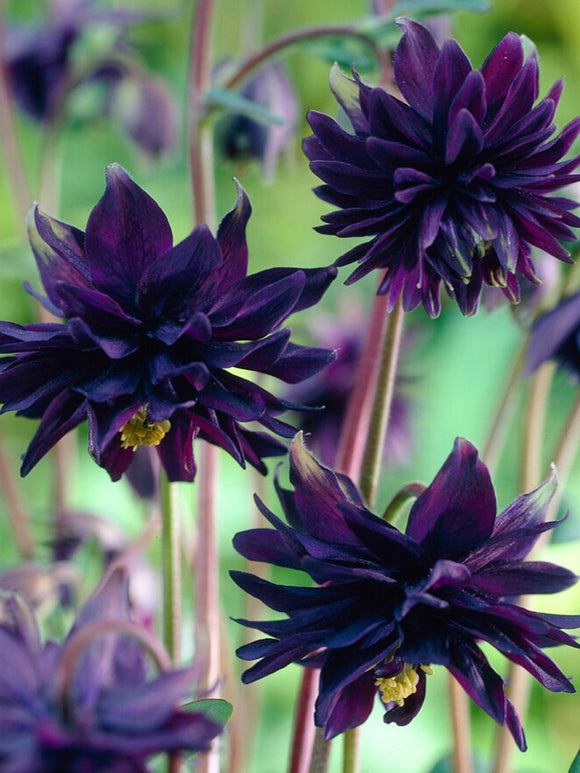 Kup Orlik (Aquilegia) Black Barlow