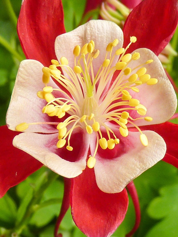 Orlik (Aquilegia) Crimson Star