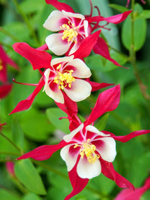 Orlik (Aquilegia) Crimson Star