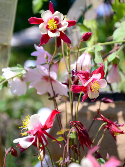 Orlik (Aquilegia) Crimson Star