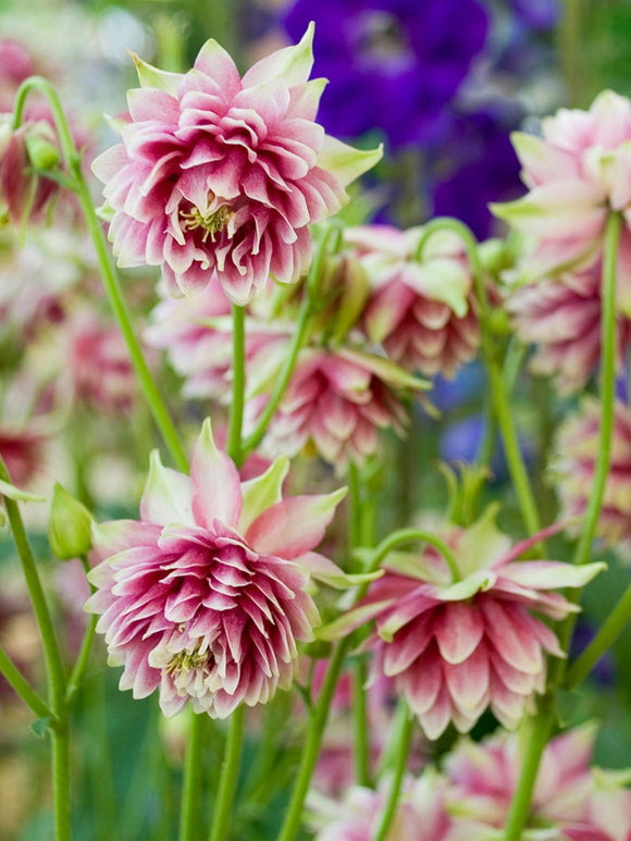 Orlik (Aquilegia) Nora Barlow